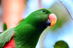 tropicale uccelli a il voliera foto