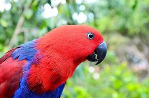 tropicale uccelli a il voliera foto