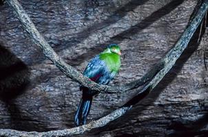 bellissimo uccello avvicinamento foto