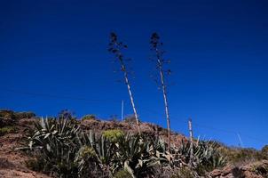 pianta vita nel il montagne foto