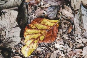 foglie secche di autunno