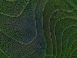 aereo Visualizza di verde riso terrazze nel Indonesia foto