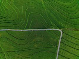 aereo Visualizza di verde riso terrazze nel Indonesia foto