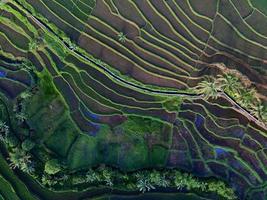 aereo Visualizza di verde riso terrazze nel Indonesia foto