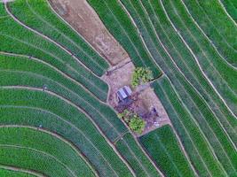 aereo Visualizza di verde riso terrazze nel Indonesia foto