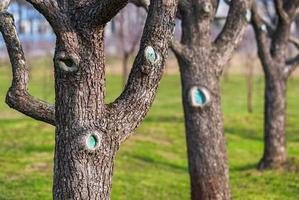 frutta alberi nel primavera frutteto - spoglio Pera o Mela alberi su soleggiato giorno foto