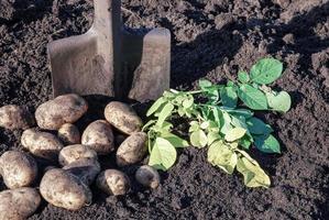 scavando su patate nel biologico azienda agricola foto