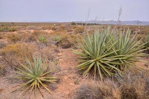 paesaggio su tenerife, Spagna foto