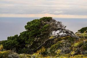 contorto albero su il costa foto