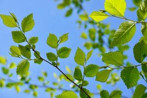 foglie di albero verde nella stagione primaverile foto