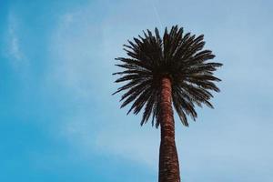 palme e cielo blu in un clima tropicale foto