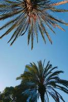 palme e cielo blu in un clima tropicale foto