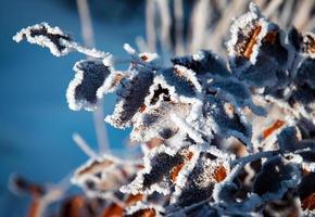 dettaglio di foglie congelate foto