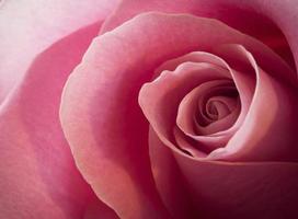 primo piano di una rosa rosa foto