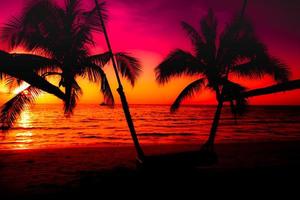 silhouette di palma albero e di legno swing su il spiaggia durante tramonto di bellissimo un' tropicale spiaggia su rosa cielo sfondo foto