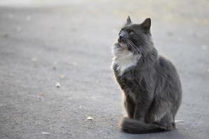 città gatto. grigio soffice gatto passeggiate su il strada. foto