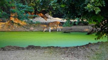 macchiato cervo animale nel il parco foto