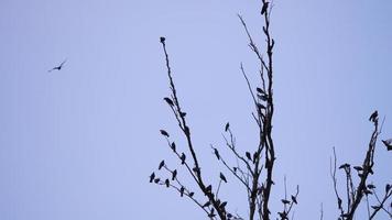 un' corvo di piccioni e corvi su un' albero ramo foto