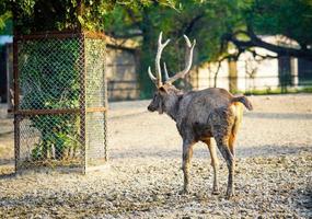 simbolo caro a piedi solo nel il parco foto