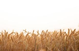 campo d'orzo nella stagione estiva foto