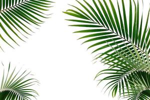 foglie di palma tropicale su uno sfondo bianco