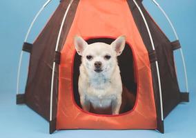 Marrone corto capelli chihuahua cane seduta nel arancia campeggio tenda su blu sfondo. guardare a telecamera. foto