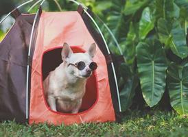 Marrone corto capelli chihuahua cane indossare occhiali da sole seduta iin arancia campeggio tenda su verde erba, all'aperto, guardare lontano. animale domestico viaggio concetto. foto