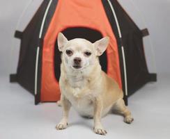 Marrone corto capelli chihuahua cane seduta nel davanti di arancia campeggio tenda su bianca sfondo, guardare a telecamera. animale domestico viaggio concetto.