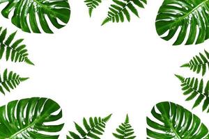 cornice di foglie di palma tropicale su sfondo bianco