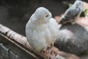 avvicinamento di un' magnifico nevoso gufo foto