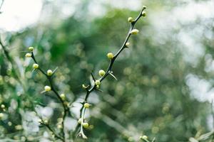 natura sfondo rami con bellissimo bokeh verde colore foto