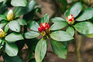 avvicinamento di un' rododendro fiore pianta foto