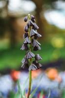 Fritillaria persica è un' mezzo orientale specie di fioritura pianta nel il giglio famiglia liliaceae foto