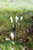 bianca croco con gocce di pioggia su esso nel primavera foto