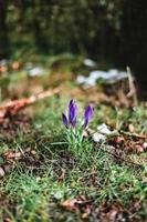 viola croco con gocce di pioggia su esso nel primavera foto