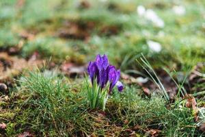 viola croco con gocce di pioggia su esso nel primavera foto