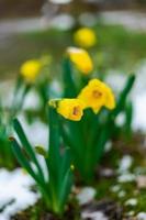 chiuso Narciso con gocce di pioggia su esso nel primavera con neve su il terra foto