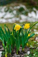 fioritura Narciso con gocce di pioggia su esso nel primavera con neve su il terra foto