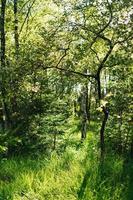 bellissimo e rinfrescante Forrest su un' soleggiato primavera giorno nel Germania foto