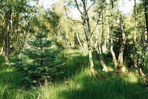 bellissimo e rinfrescante Forrest su un' soleggiato primavera giorno nel Germania foto