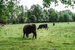 montanaro bestiame in piedi su verde erba foto