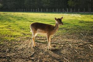 femmina persiano maggese cervo, dama mesopotamico foto