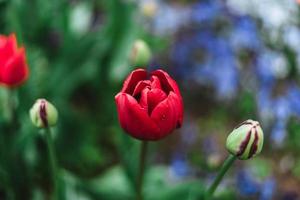 Tulipa gesneriana, il didier tulipano o giardino tulipano, è un' specie di pianta nel il giglio famiglia foto