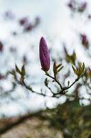 bellissimo magnolia fiori nel Germania foto