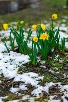 chiuso Narciso con gocce di pioggia su esso nel primavera con neve su il terra foto