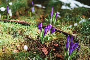 viola croco con gocce di pioggia su esso nel primavera foto