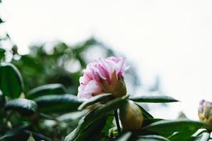 avvicinamento di un' rododendro fiore pianta foto