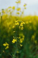 colza campo nel Germania con fiori foto