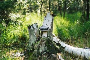 albero tronco con fungo su esso nel un' soleggiato Forrest foto