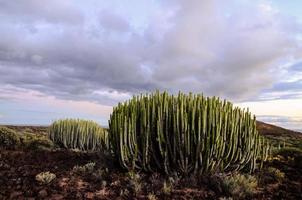 cactus nel il deserto foto